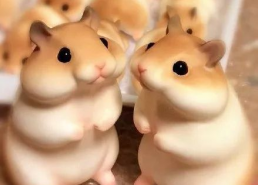 娱乐吃瓜酱仓鼠