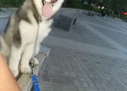 二哈吃瓜娱乐圈百度云,娱乐圈风云录